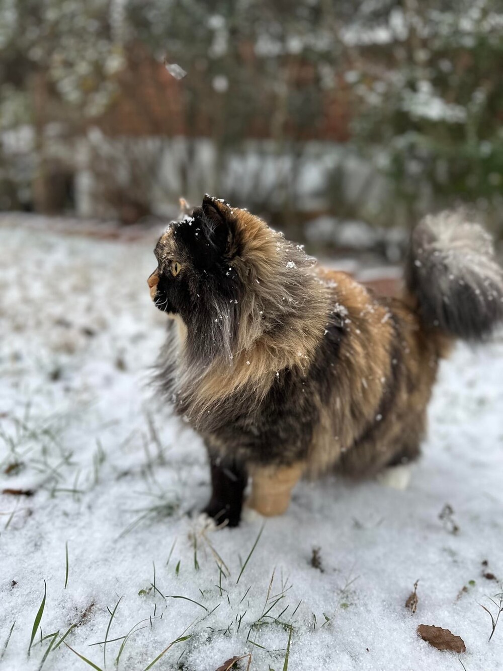 19. Моя первая зима