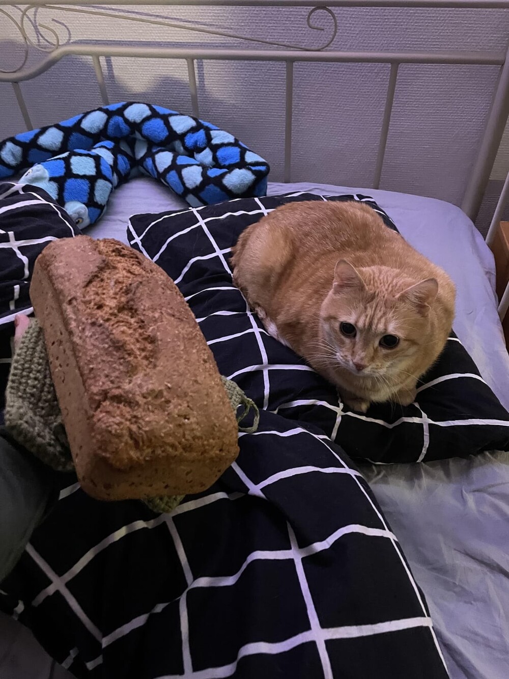 13. В каждом котике есть что-то от хлебушка