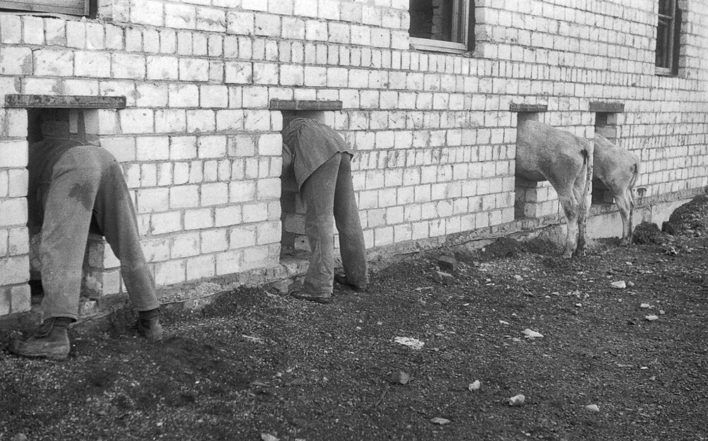 Строительство коровника. 28 мая – 13 августа 1984 года. Усть-Абаканский район, совхоз «Усть-Абаканский».