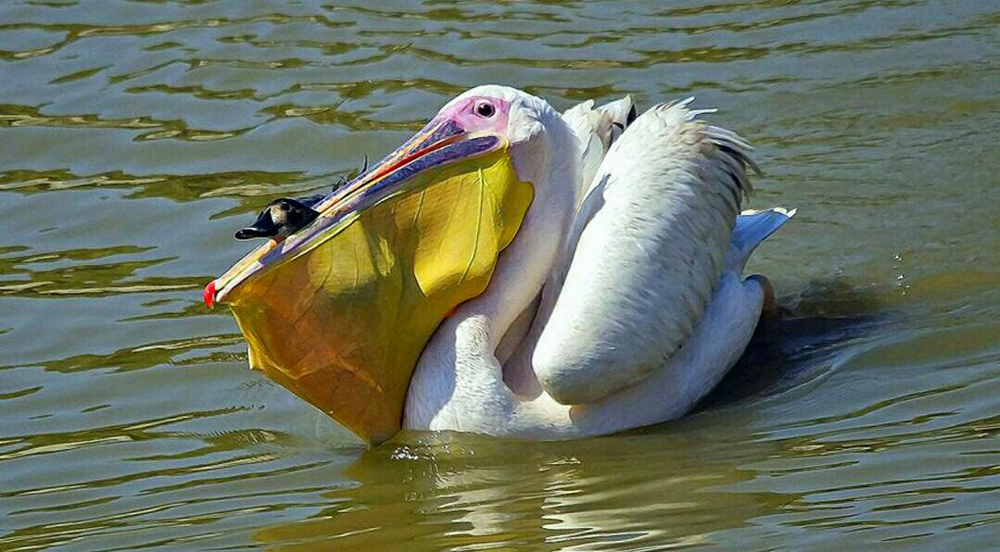 Американский белый пеликан: клюв этой птицы — бездонная пропасть!