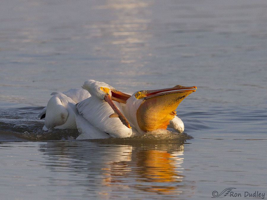 Американский белый пеликан: клюв этой птицы — бездонная пропасть!