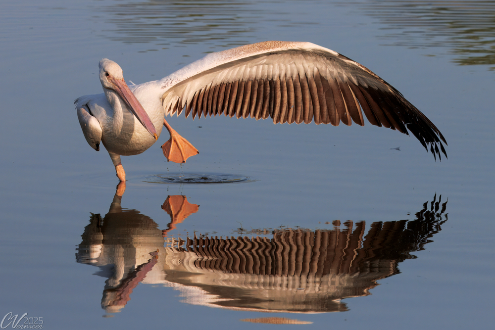 Американский белый пеликан: клюв этой птицы — бездонная пропасть!
