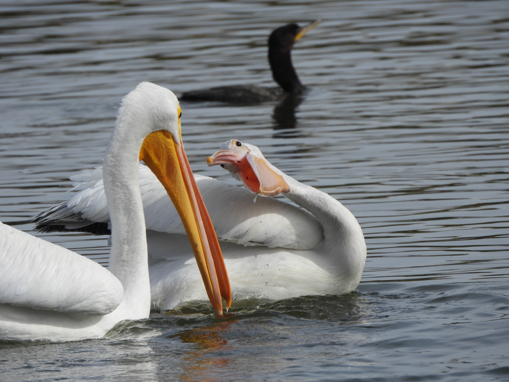 Американский белый пеликан: клюв этой птицы — бездонная пропасть!