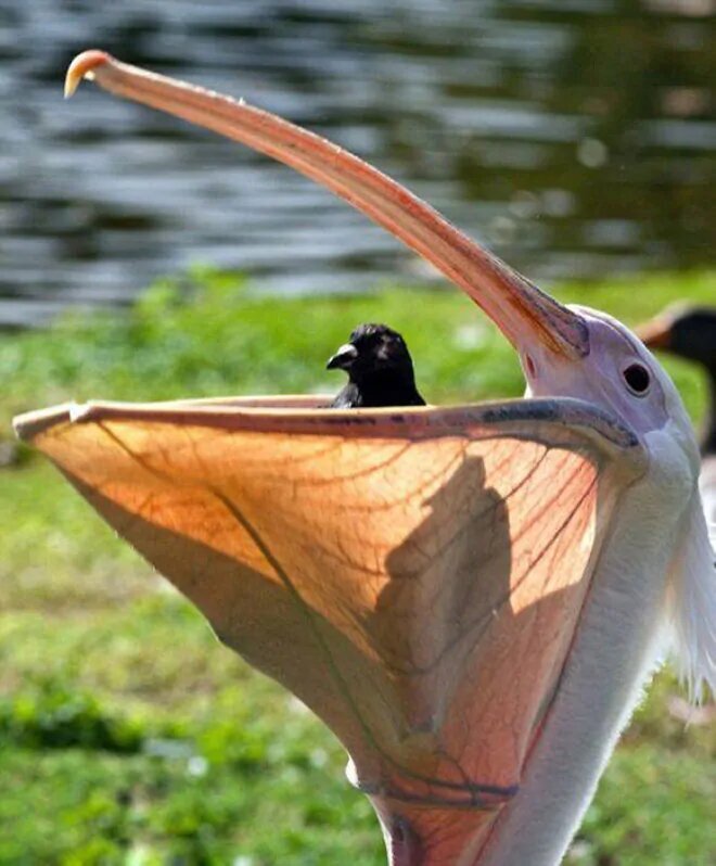 Американский белый пеликан: клюв этой птицы — бездонная пропасть!