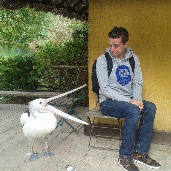 Американский белый пеликан: клюв этой птицы — бездонная пропасть!