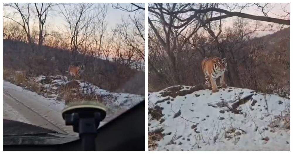 Крупный тигр поселился у трассы в Приморье, став местной достопримечательностью