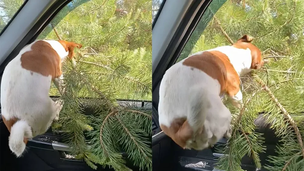 Собака выбирает ёлку по-своему