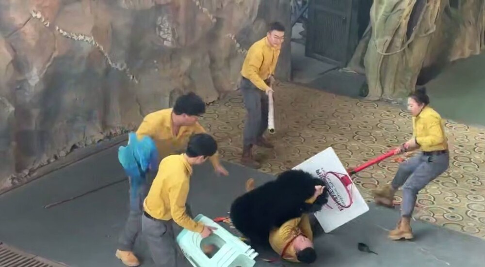 Медведь напал на дрессировщика во время шоу в сафари-парке в Китае