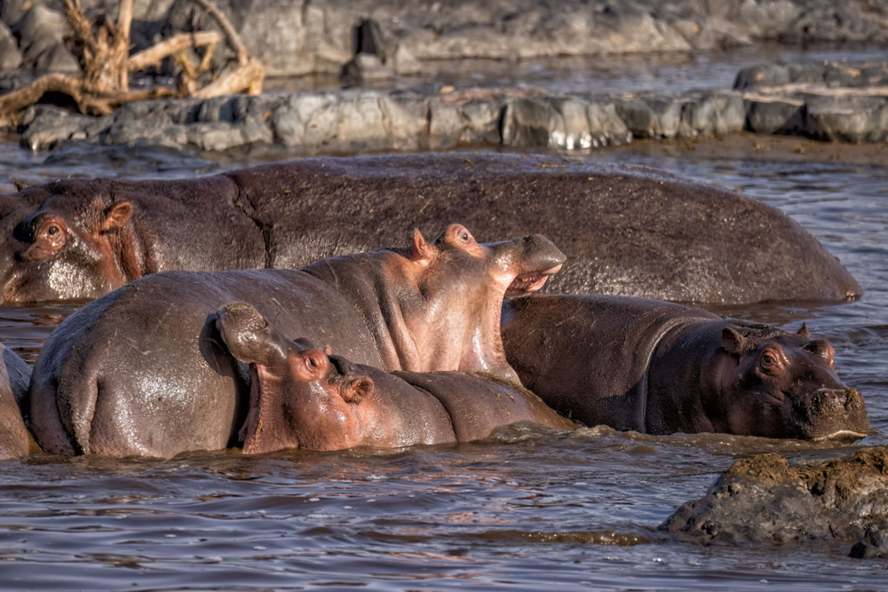 Бегемот: потеет «кровью», охотится на крокодилов и не умеет плавать Бегемот: потеет «кровью», охотится на крокодилов и не умеет плавать