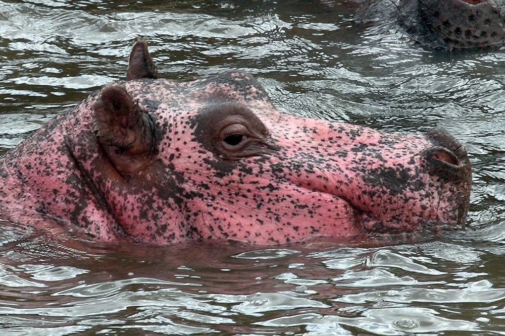 Бегемот: потеет «кровью», охотится на крокодилов и не умеет плавать Бегемот: потеет «кровью», охотится на крокодилов и не умеет плавать