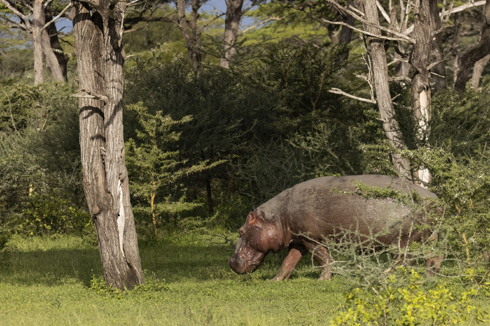 Бегемот: потеет «кровью», охотится на крокодилов и не умеет плавать Бегемот: потеет «кровью», охотится на крокодилов и не умеет плавать
