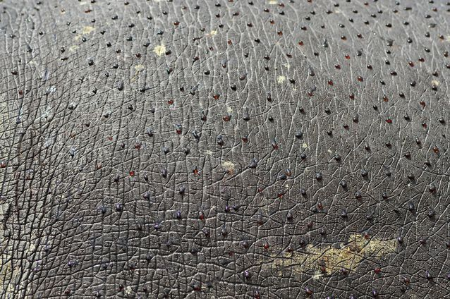 Бегемот: потеет «кровью», охотится на крокодилов и не умеет плавать Бегемот: потеет «кровью», охотится на крокодилов и не умеет плавать