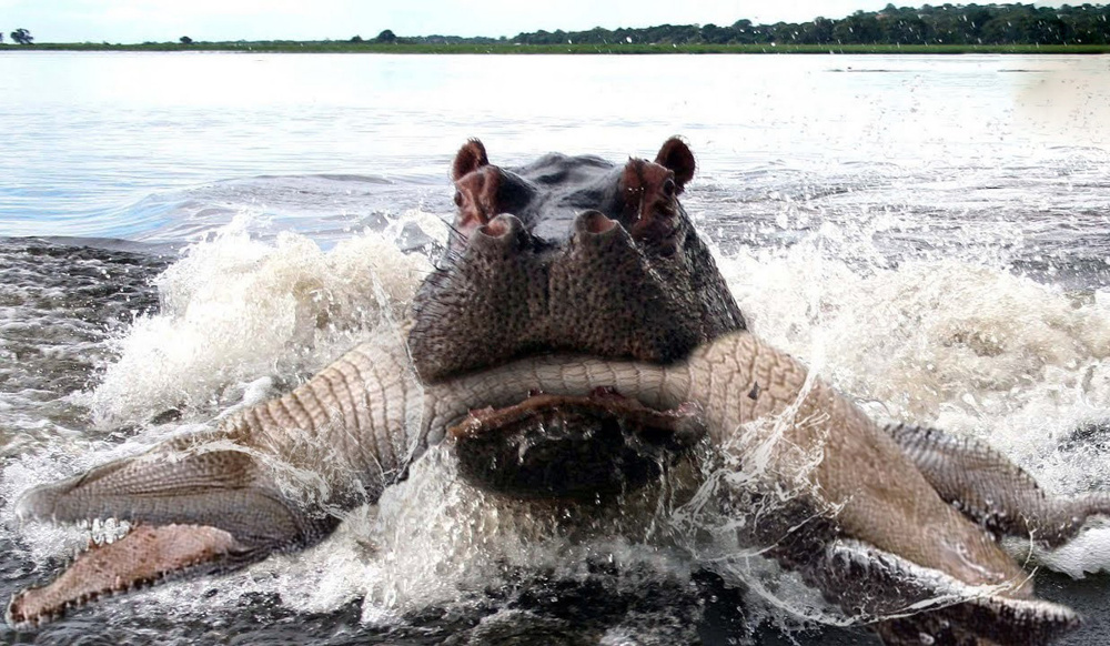 Бегемот: потеет «кровью», охотится на крокодилов и не умеет плавать Бегемот: потеет «кровью», охотится на крокодилов и не умеет плавать