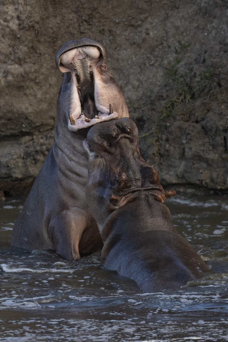 Бегемот: потеет «кровью», охотится на крокодилов и не умеет плавать Бегемот: потеет «кровью», охотится на крокодилов и не умеет плавать