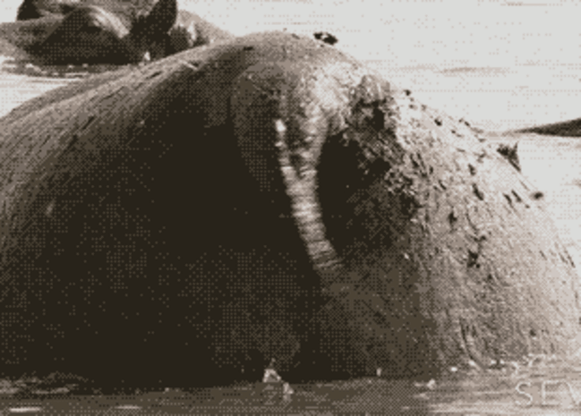 Бегемот: потеет «кровью», охотится на крокодилов и не умеет плавать Бегемот: потеет «кровью», охотится на крокодилов и не умеет плавать