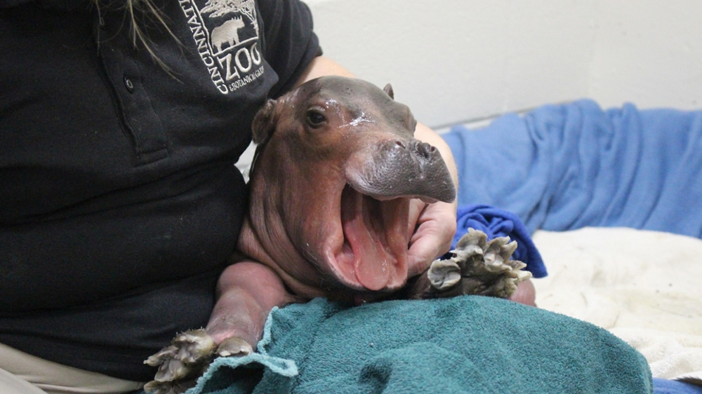 Бегемот: потеет «кровью», охотится на крокодилов и не умеет плавать Бегемот: потеет «кровью», охотится на крокодилов и не умеет плавать