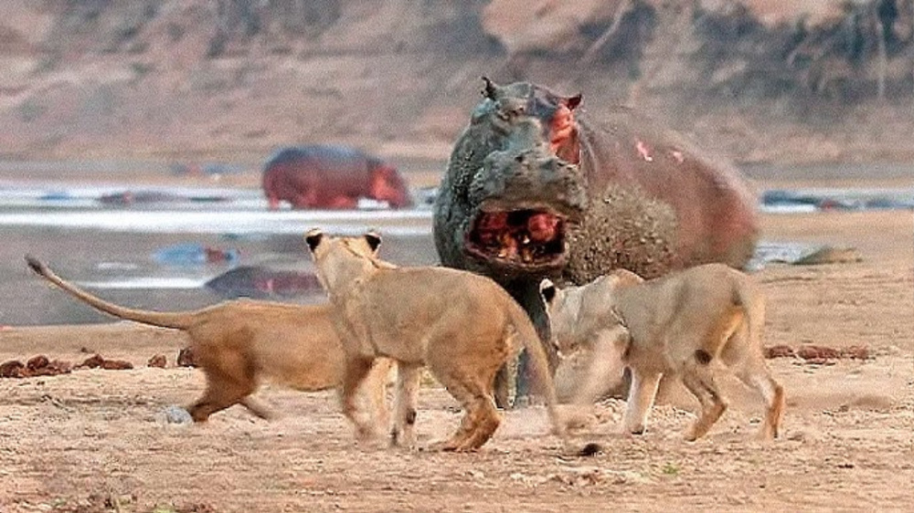 Бегемот: потеет «кровью», охотится на крокодилов и не умеет плавать Бегемот: потеет «кровью», охотится на крокодилов и не умеет плавать