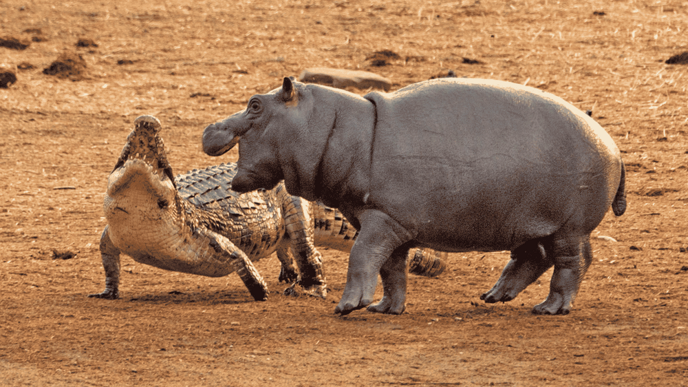 Бегемот: потеет «кровью», охотится на крокодилов и не умеет плавать Бегемот: потеет «кровью», охотится на крокодилов и не умеет плавать