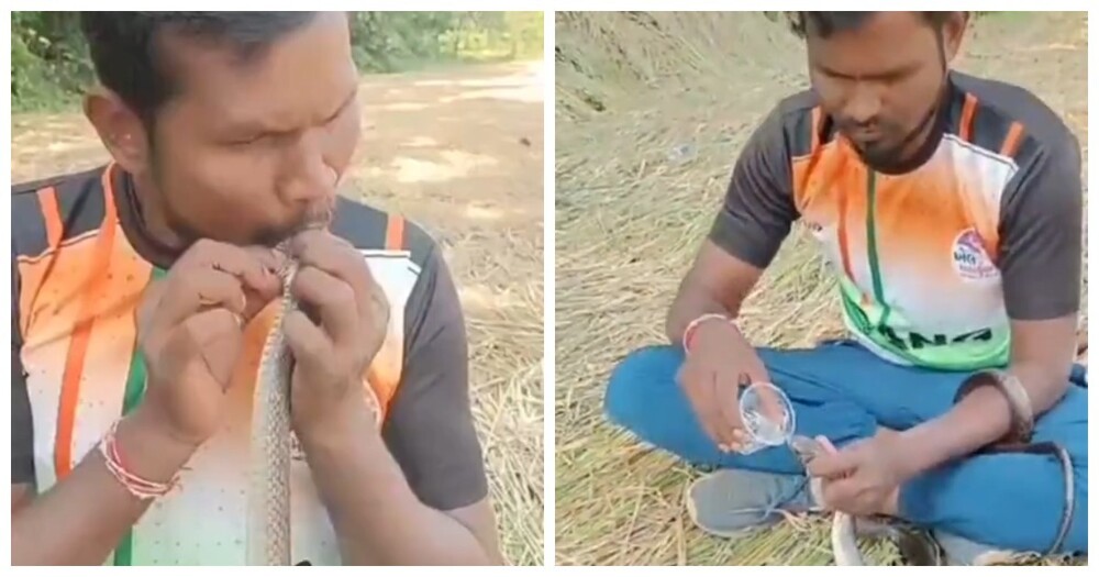 Индиец реанимировал змею, которую ударило током