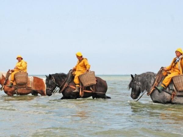 Всадники-креветочники Остдейнкерке