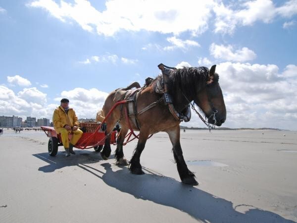 Всадники-креветочники Остдейнкерке