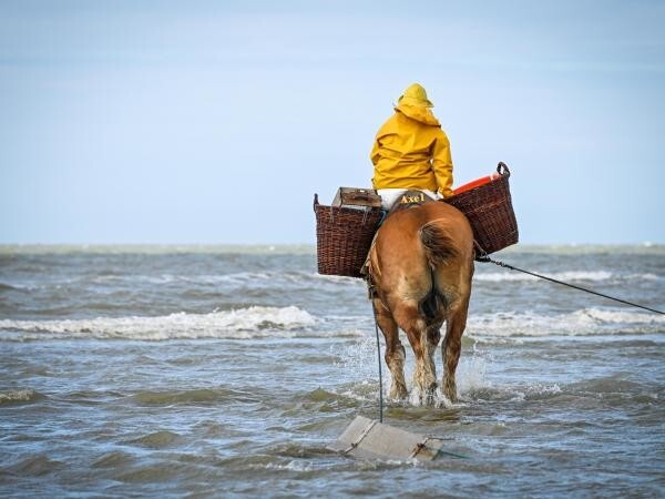 Всадники-креветочники Остдейнкерке