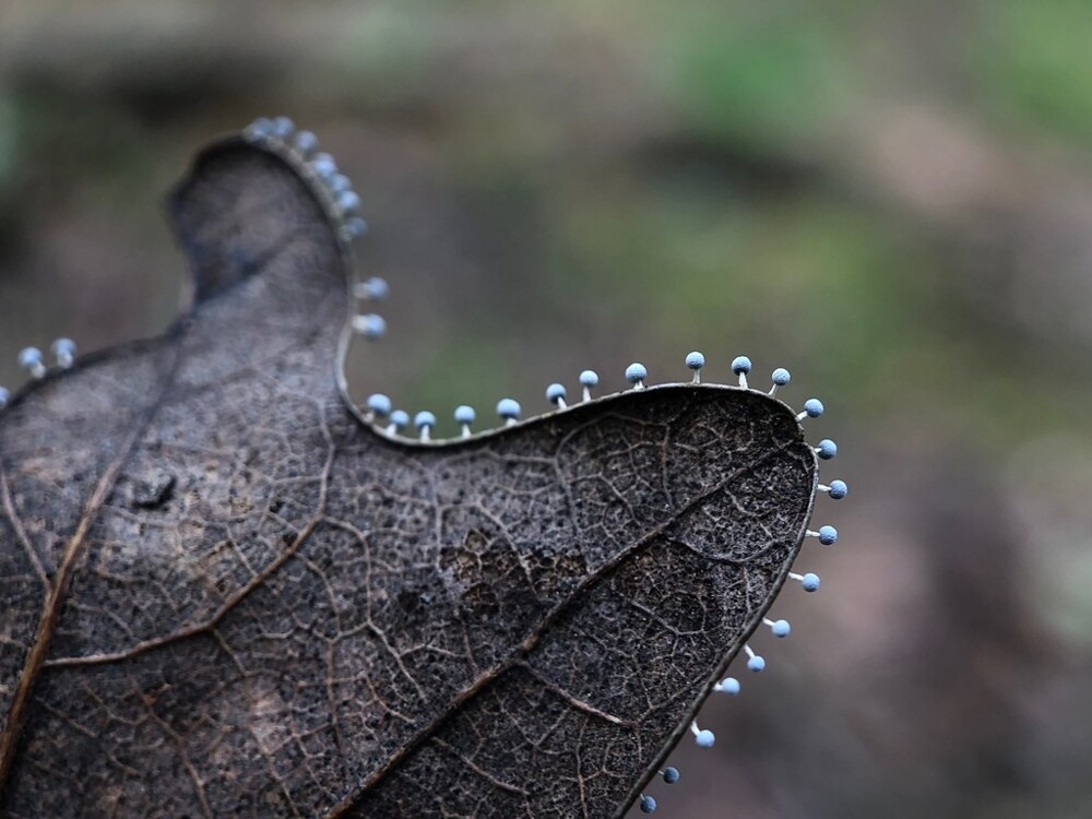 15. Хоровод крошечных грибов на сухом листе