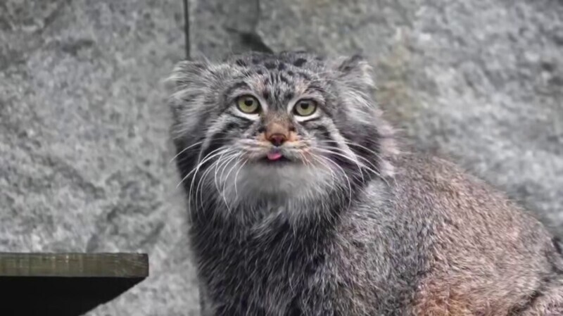 Манул Тимофей успешно завершил процесс зажировки