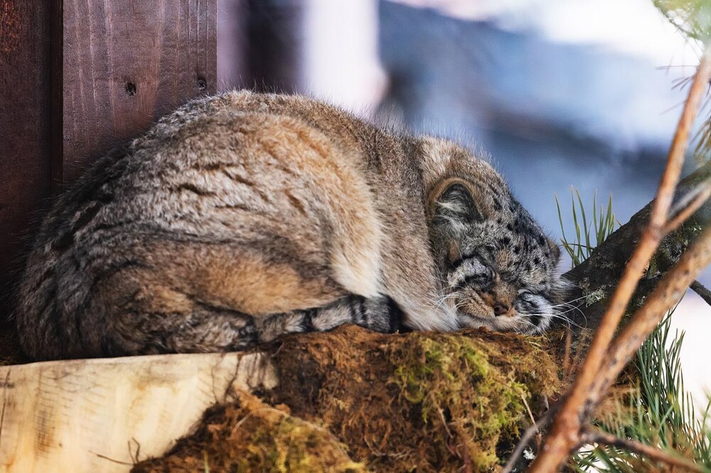 Манул Тимофей успешно завершил процесс зажировки