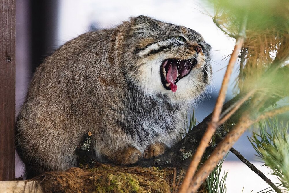 Манул Тимофей успешно завершил процесс зажировки