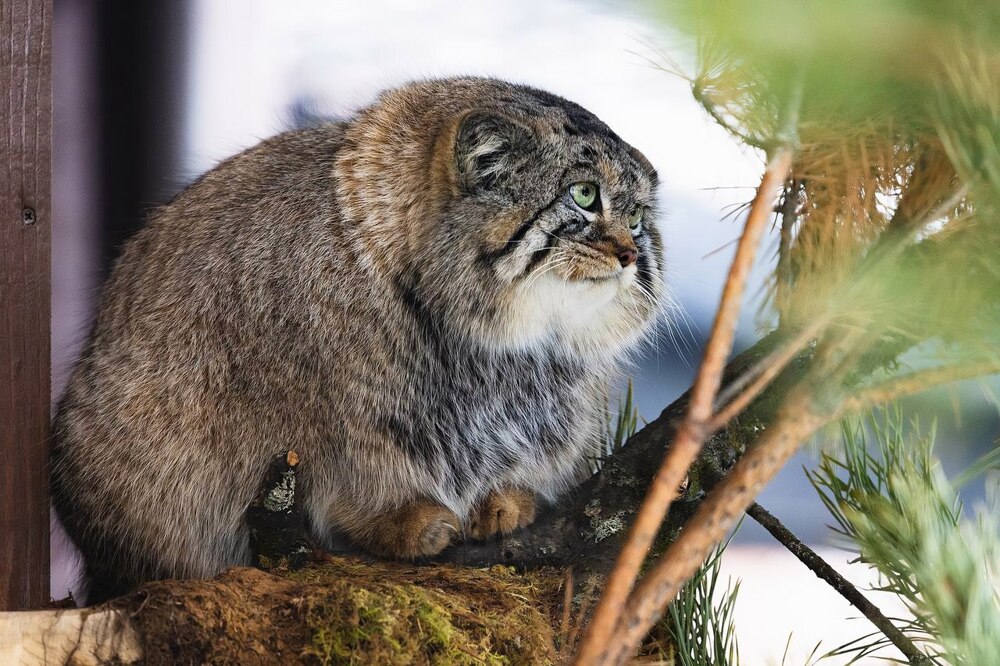 Манул Тимофей успешно завершил процесс зажировки