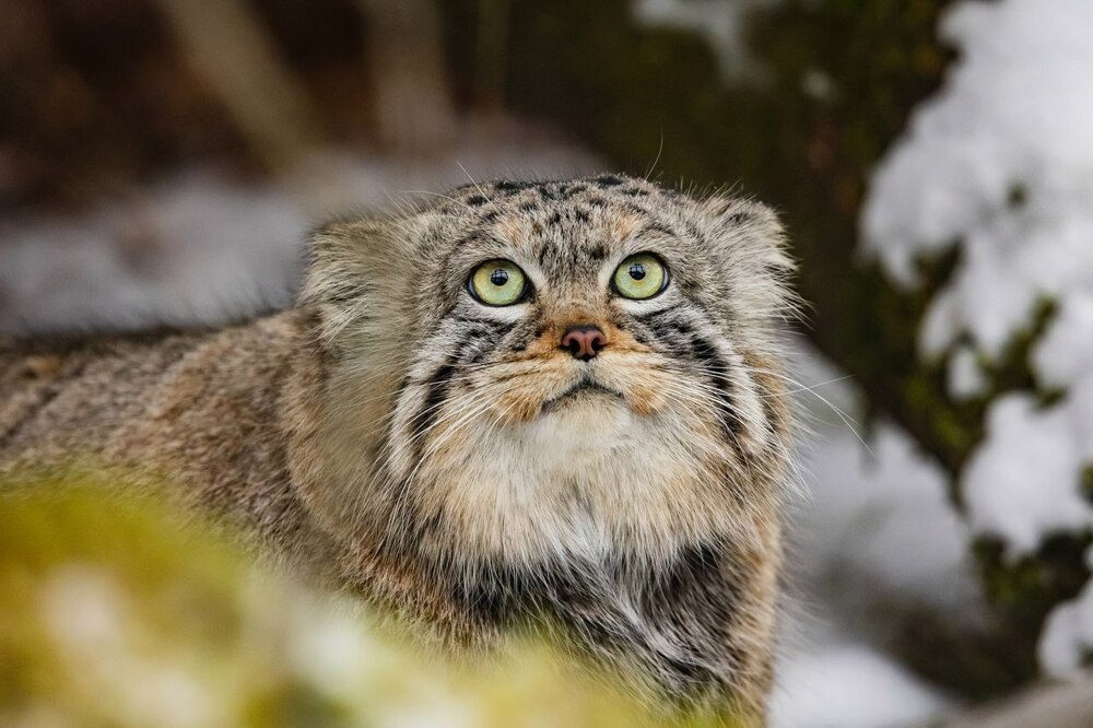 Манул Тимофей успешно завершил процесс зажировки