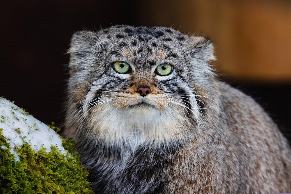 Манул Тимофей успешно завершил процесс зажировки