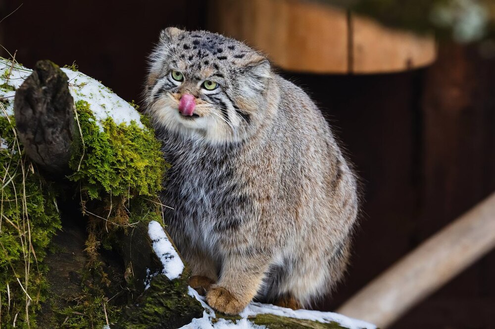 Манул Тимофей успешно завершил процесс зажировки