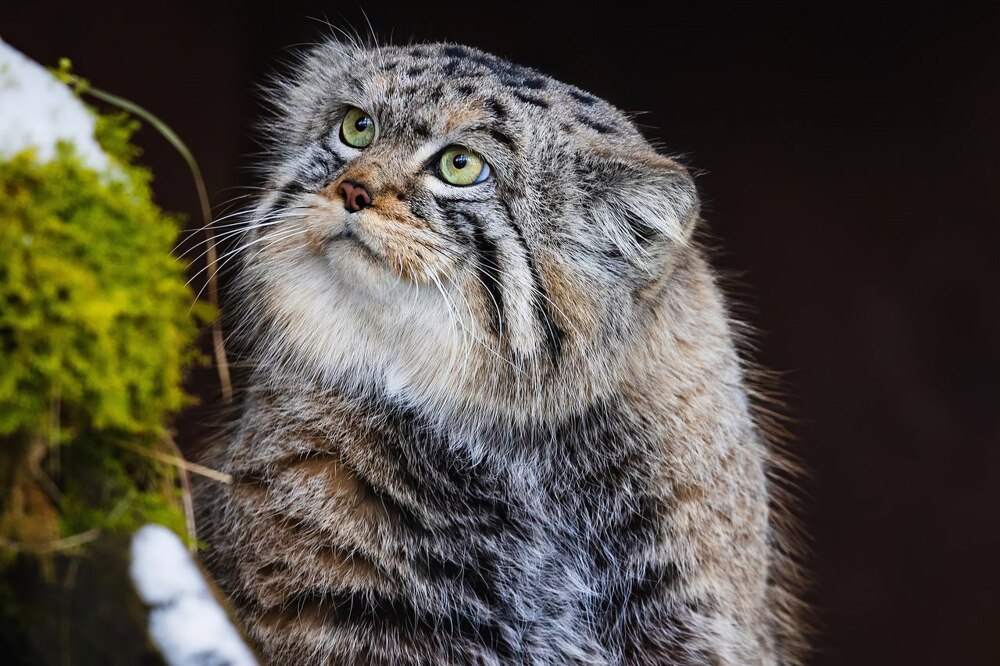 Манул Тимофей успешно завершил процесс зажировки