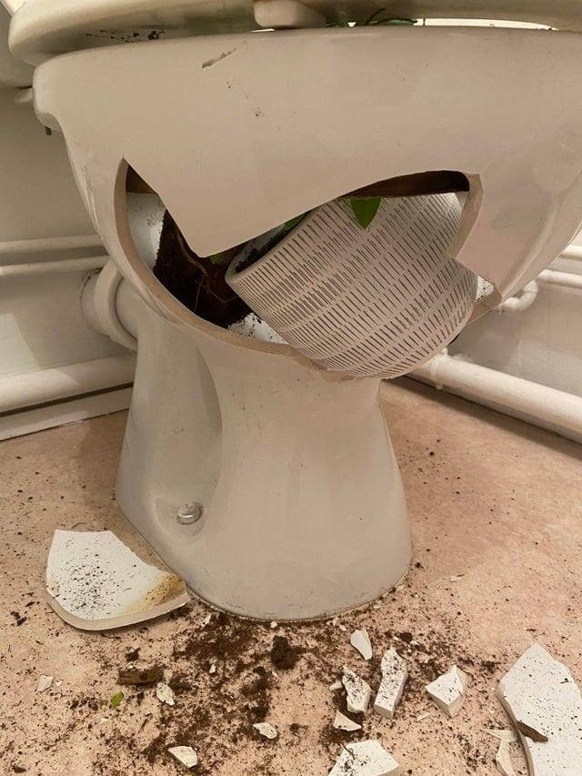 Когда твой кот с утра пораньше будит тебя своим сюрпризом Когда твой кот с утра пораньше будит тебя своим сюрпризом