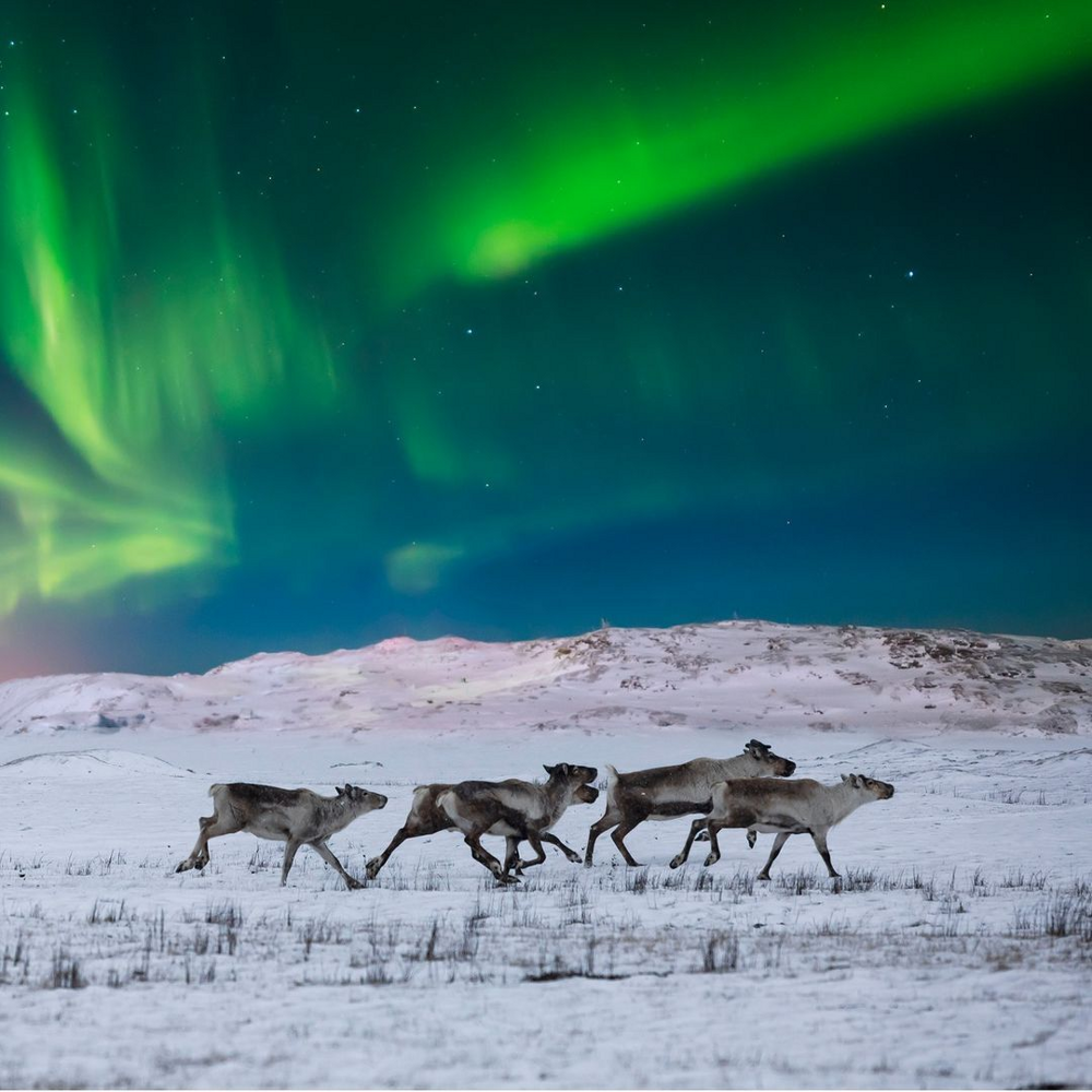 Как северное сияние влияет на поведение животных?