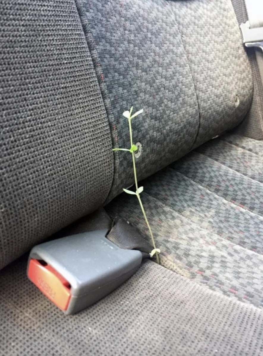 17. Когда этот парень увидел растение, растущее на заднем сиденье его машины, он не знал, было ли это захватывающе или жутко.