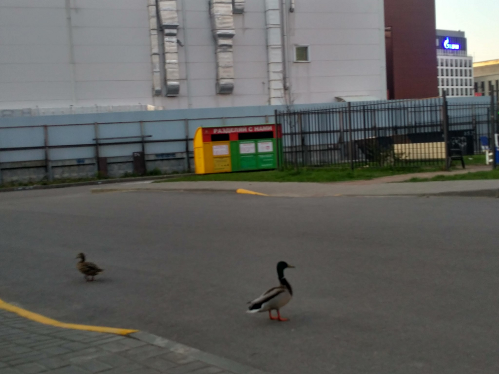 Как северное сияние влияет на поведение животных?