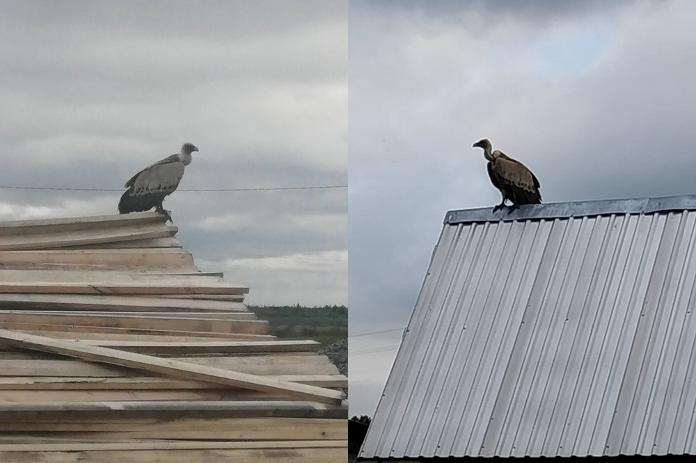 Как северное сияние влияет на поведение животных?