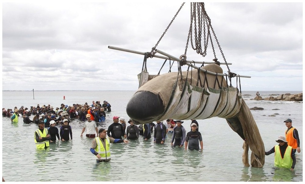 Как северное сияние влияет на поведение животных?