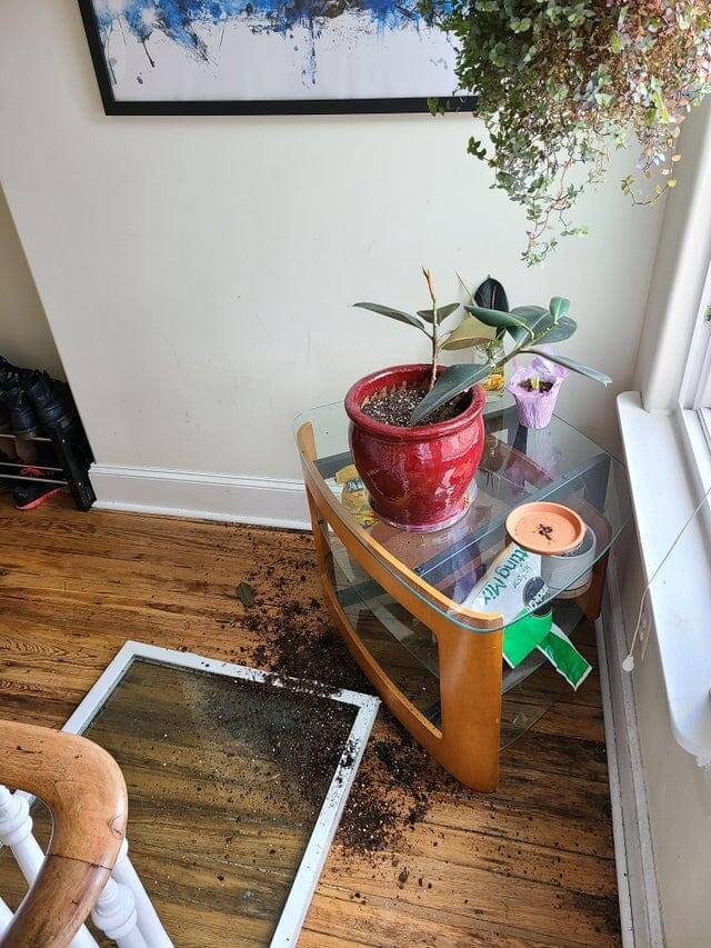 Ветер буквально выбил моё окно, а вместе с ним и два моих любимых растения Ветер буквально выбил моё окно, а вместе с ним и два моих любимых растения