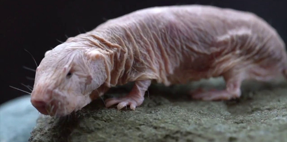 Как северное сияние влияет на поведение животных?