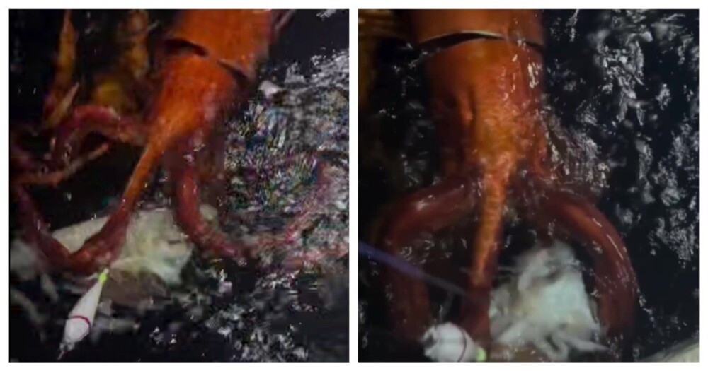 У берегов Японии заметили редкого кальмара