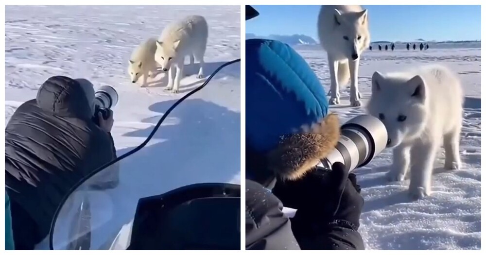 Уникальные кадры полярной семьи в арктических просторах