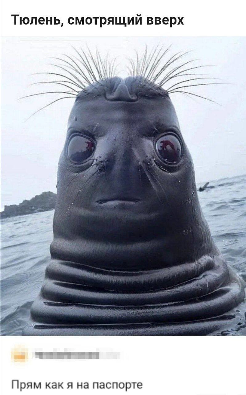 Смешные картинки