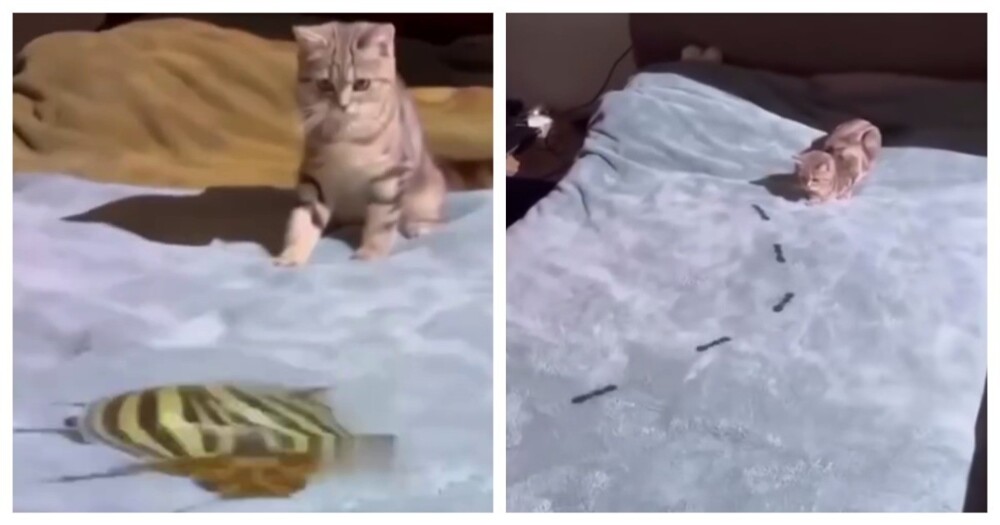 Хозяин кота развлекает питомца с помощью проектора