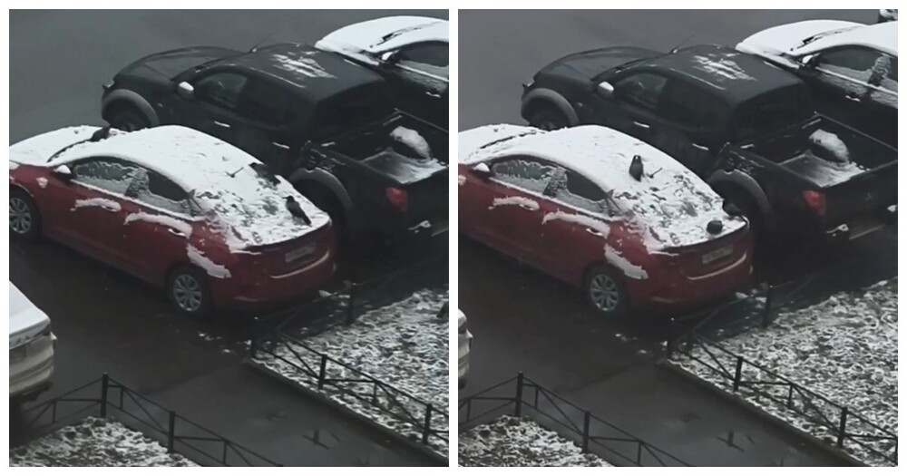 В Питере вороны устроили горки на заснеженной машине