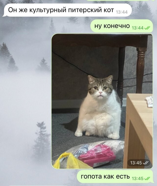 Скрины из соцсетей