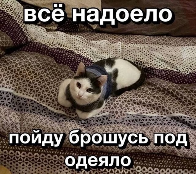 Скрины из соцсетей